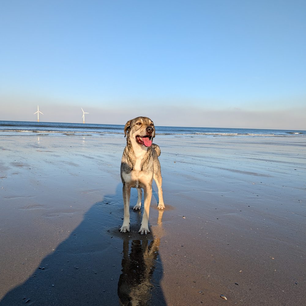 Dougie the dog enjoying a golden-hour walk on Redcar beach
