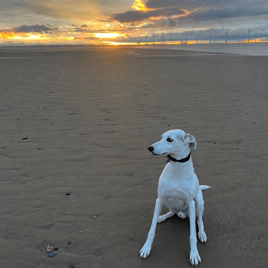 Rupert, Poppy's own dog, on Redcar beach at sunset
