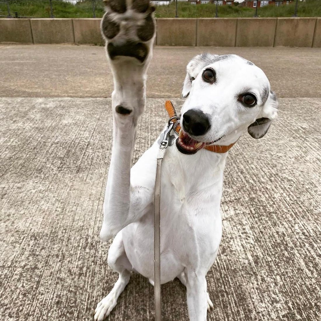 Rupert the dog giving a happy high-five paw
