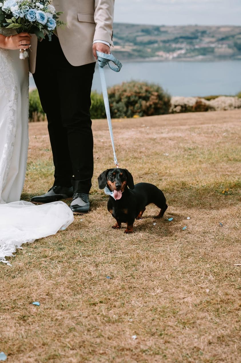 A dachshund on a pale blue lead standing beside the bride and groom after their clifftop ceremony